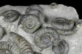 Fossil Ammonite (Dactylioceras) Cluster - Sandsend, England #176299-5